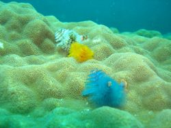 Christmas Tree Worms @ Lang Bay, Pulau Aur Malaysia. by Joanne Sim 